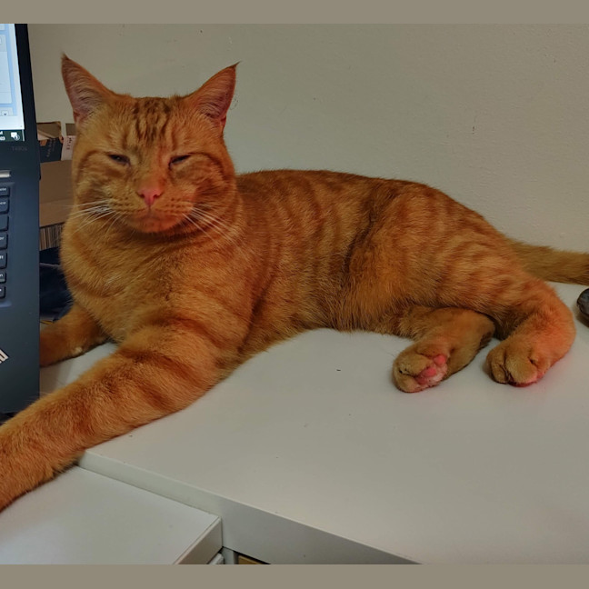 Photo of Ginger (Gigi)