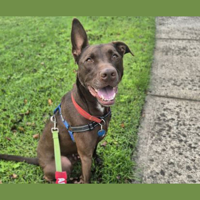 Photo of Apollo