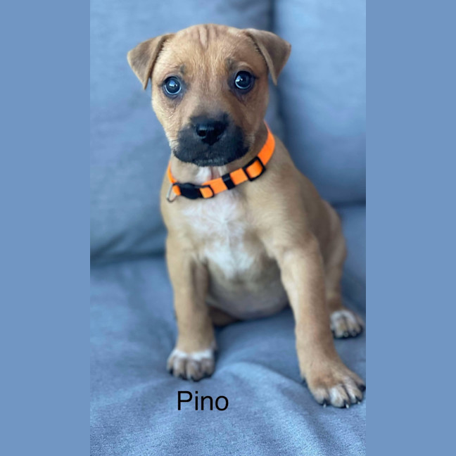 Photo of Pino