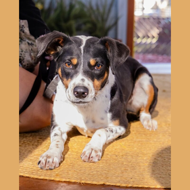 Photo of Eclair
