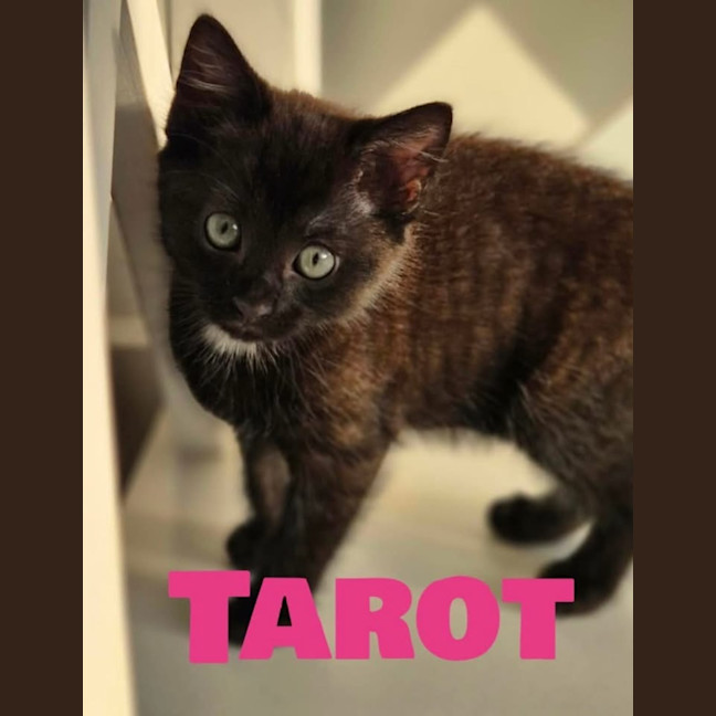 Photo of Torot