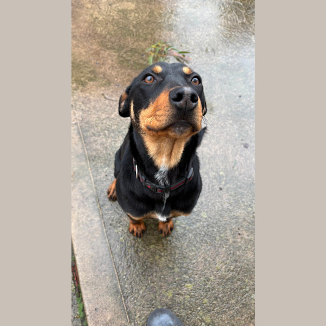Photo of Dumpling 