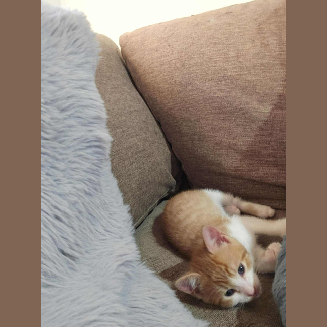 Photo of Arthur *9 Lives Project Rescue*