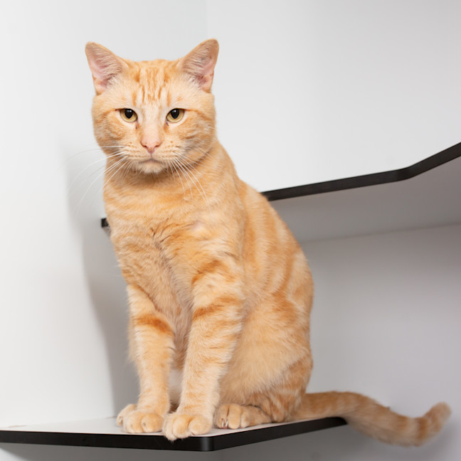 Photo of Grilled Cheese