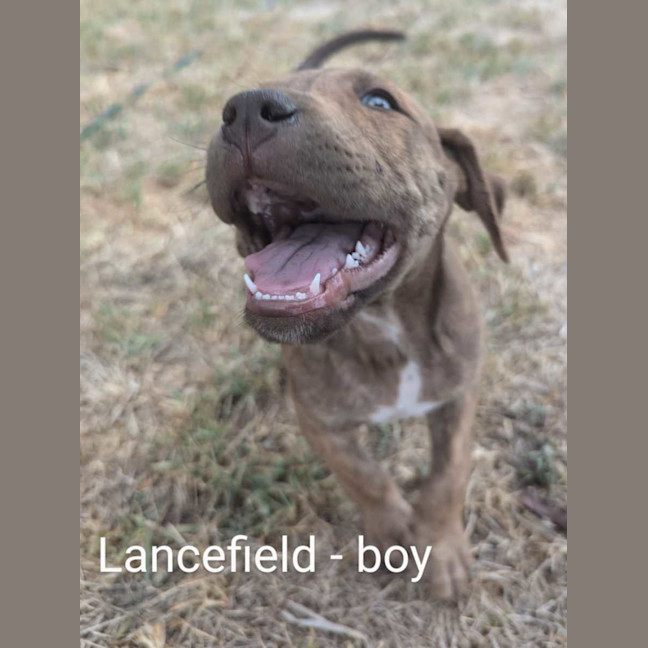 Photo of The Ranges Litter (Part 2)