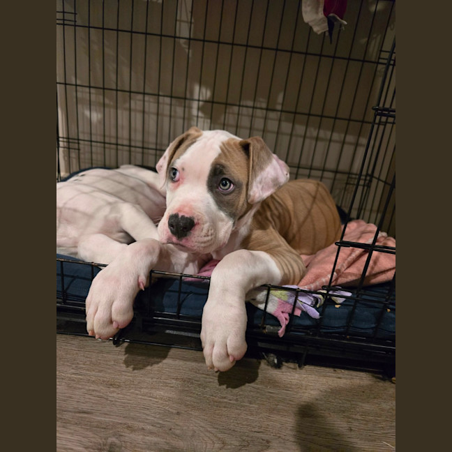 Photo of Bontempelli