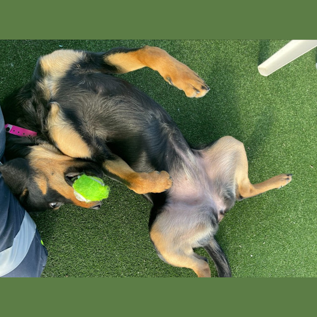 Photo of Roxy Imp 1353