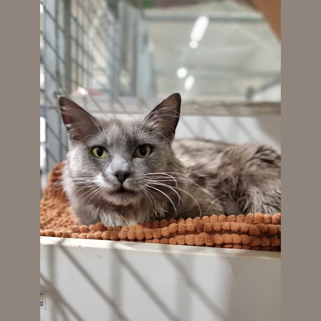 Photo of Meow Ly Cyrus