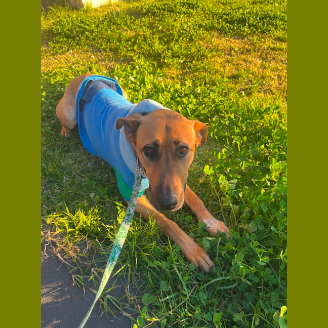 Photo of Goose