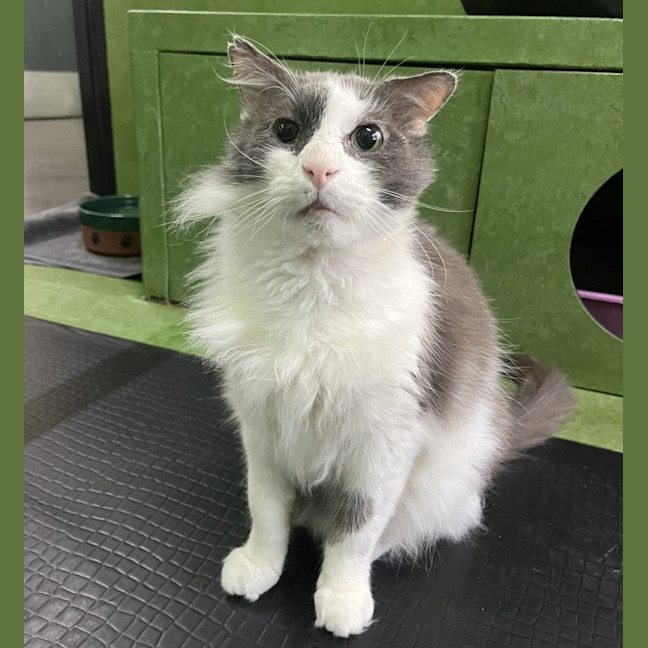 Photo of Sir Lancelot