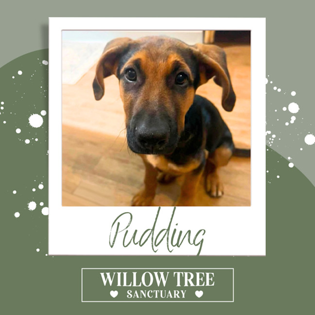 Photo of Pudding 