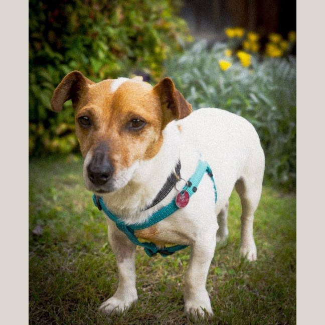 Photo of Rusty Kumara