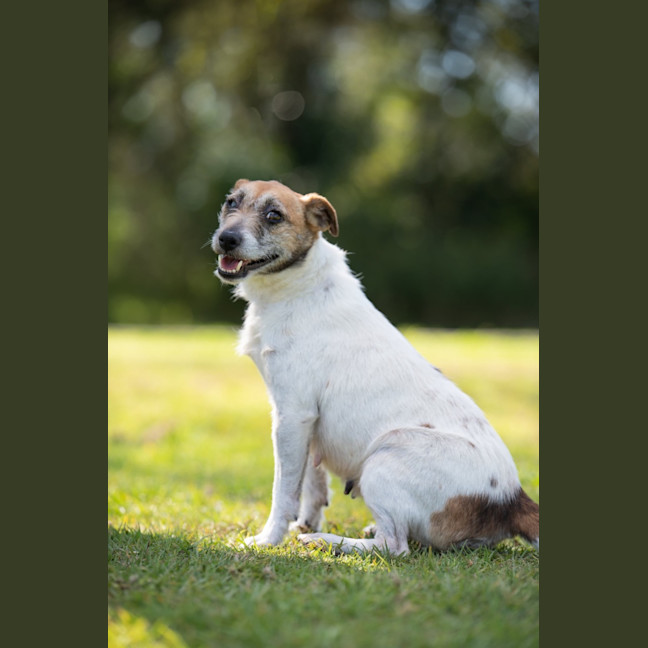 Photo of Josie
