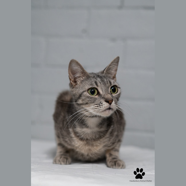 Photo of Barb