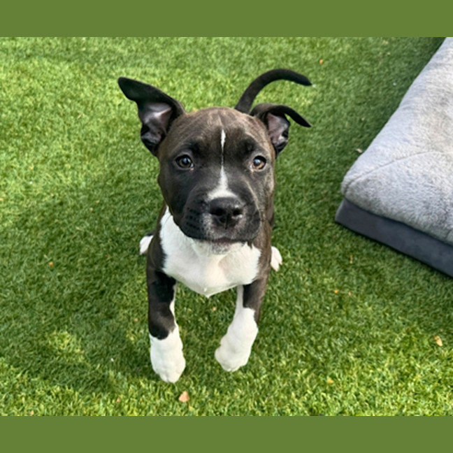 Photo of Poppy