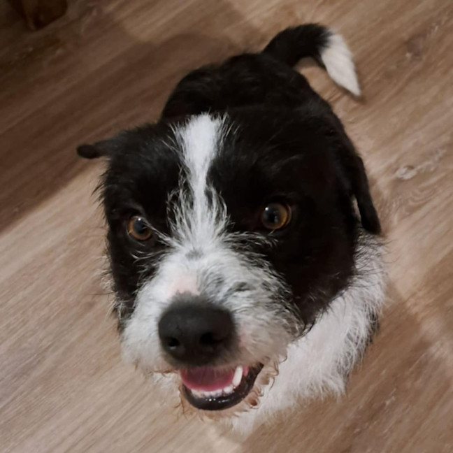 Photo of Rocco