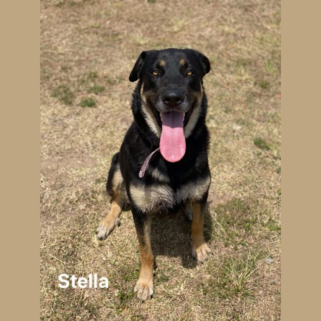 Photo of Stella
