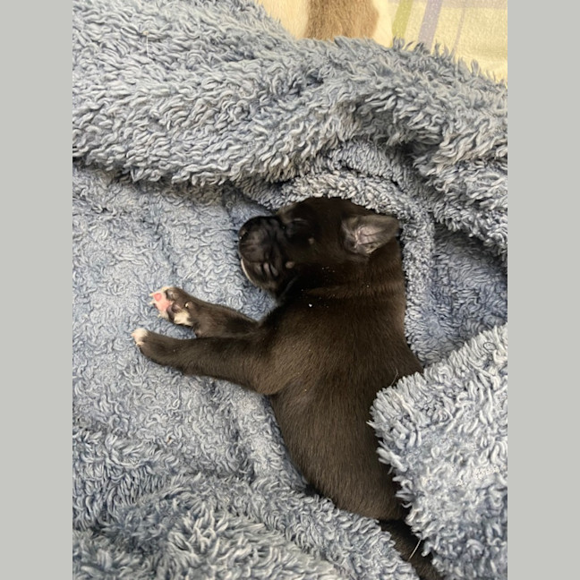 Photo of Penelope And Her Four Pups!