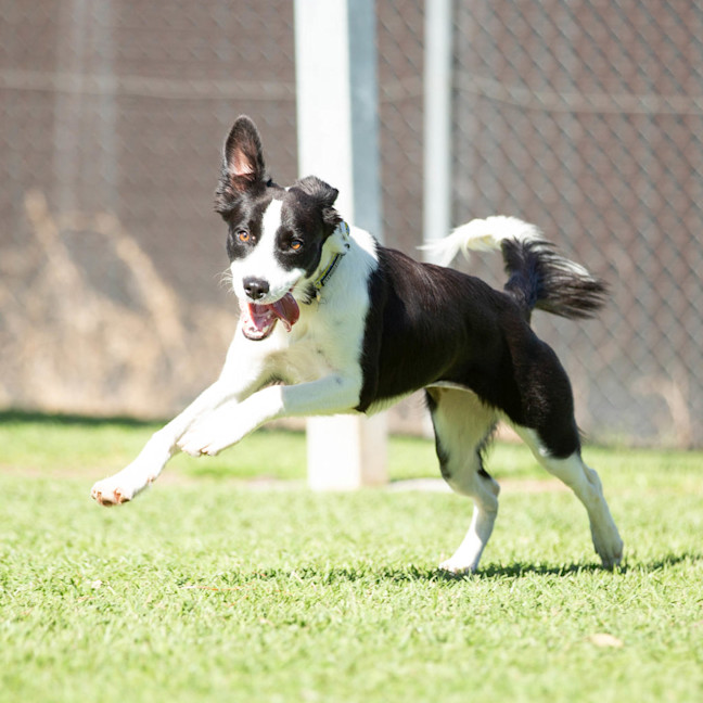 Photo of Petal