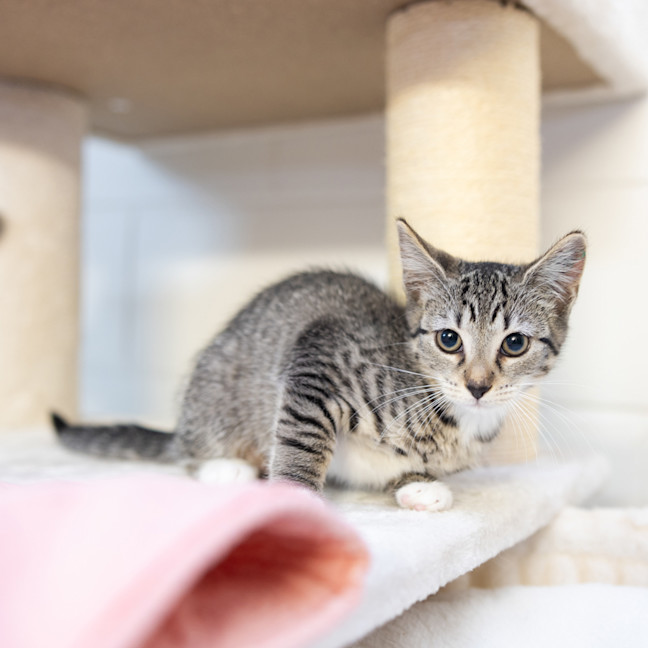 Photo of Strawberry Shortcake