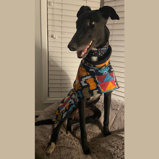 Photo of Danny, The Greyhounds