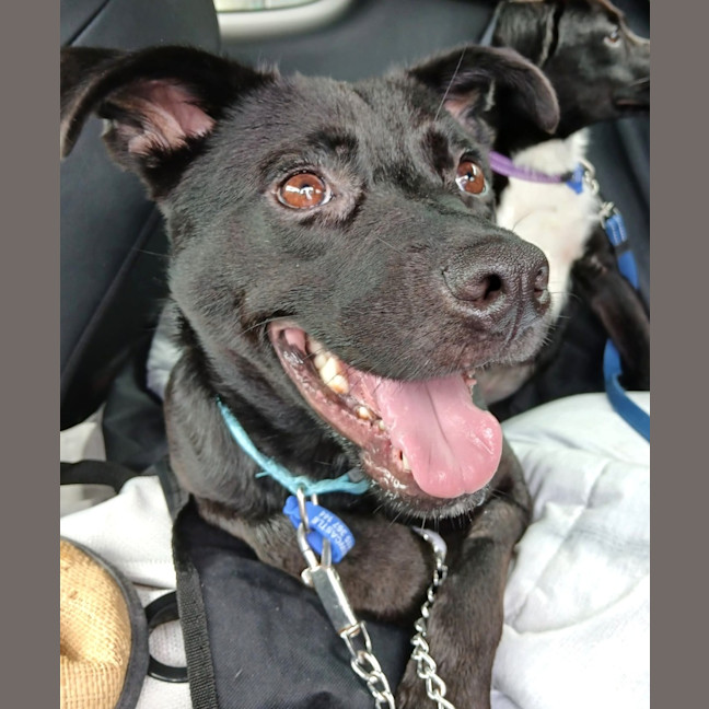 Photo of Pepper   3 Year Old Staffy X