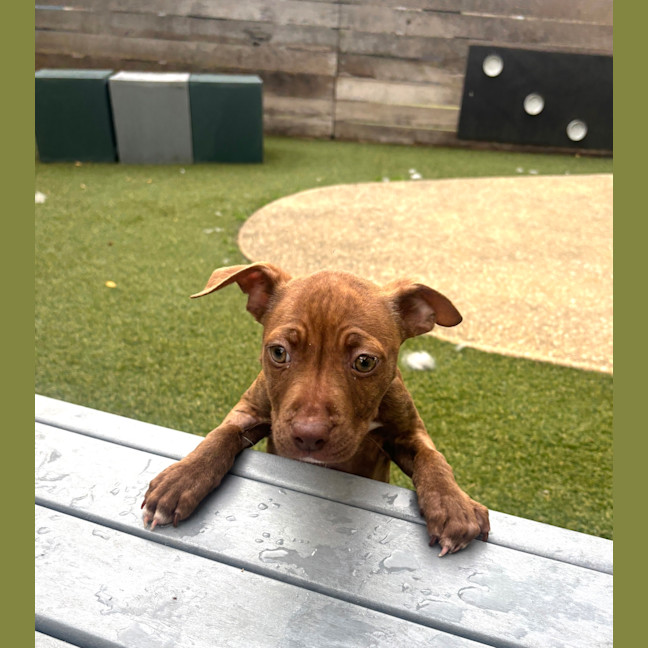 Photo of Radish (Now Opal)