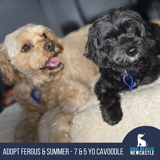 Photo of Summer & Fergus   Cavoodles