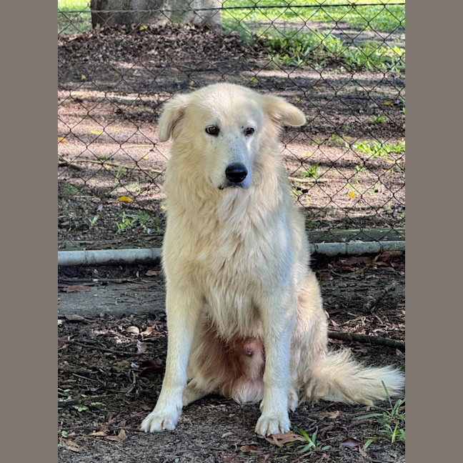 Photo of Caesar
