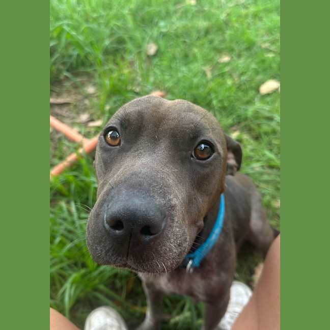 Photo of Luna