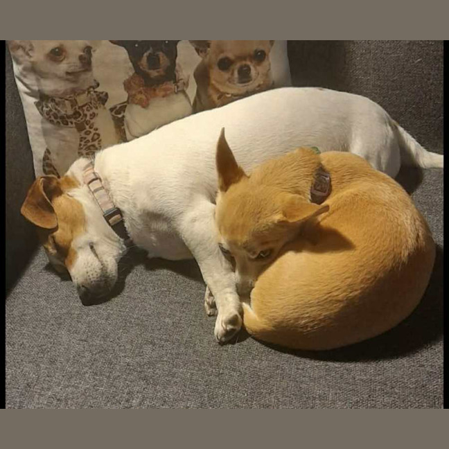 Photo of Chicko And Buddy