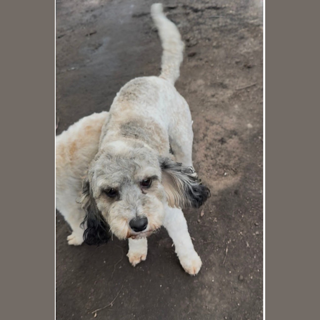 Photo of Sadie
