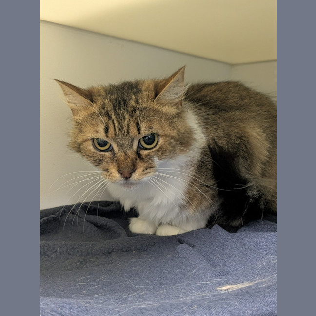 Photo of 💞 Daphne 6682 💞