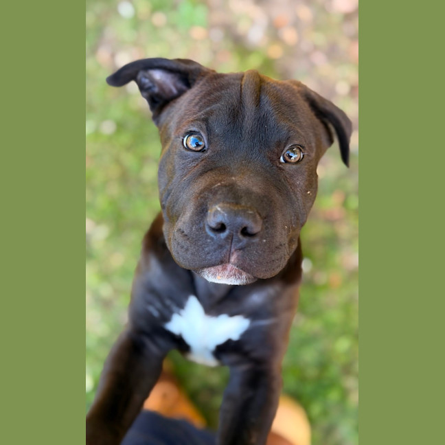 Photo of Moose 
