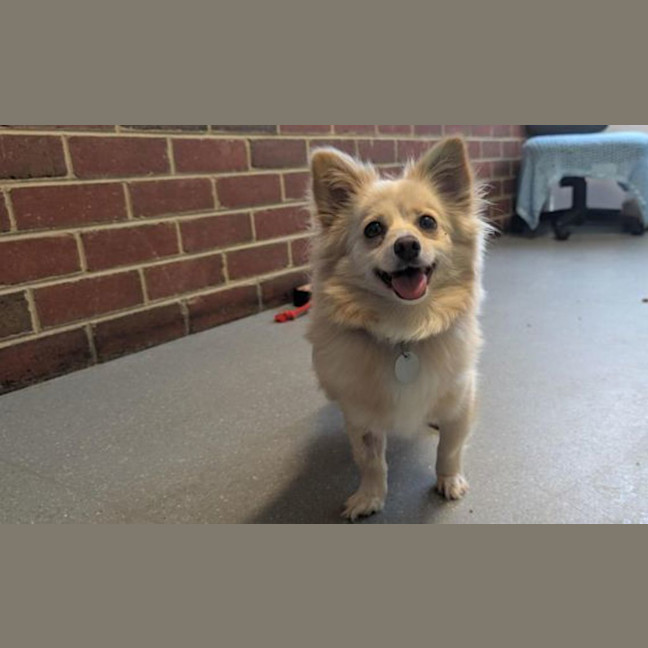 Photo of Peach