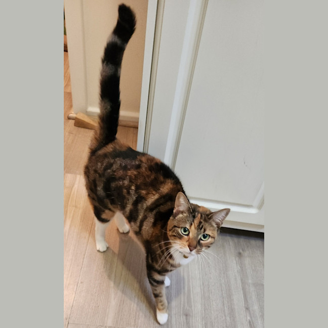 Photo of Juno