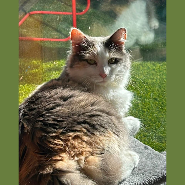 Photo of Bluebell