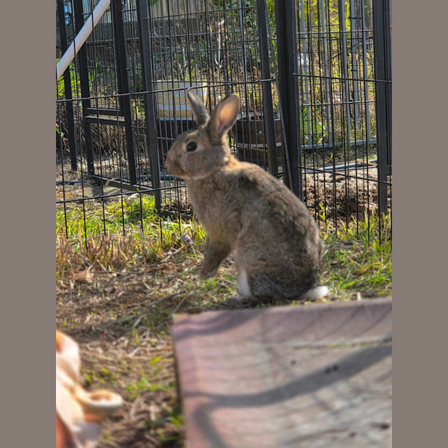 Photo of Zestful Wildy 