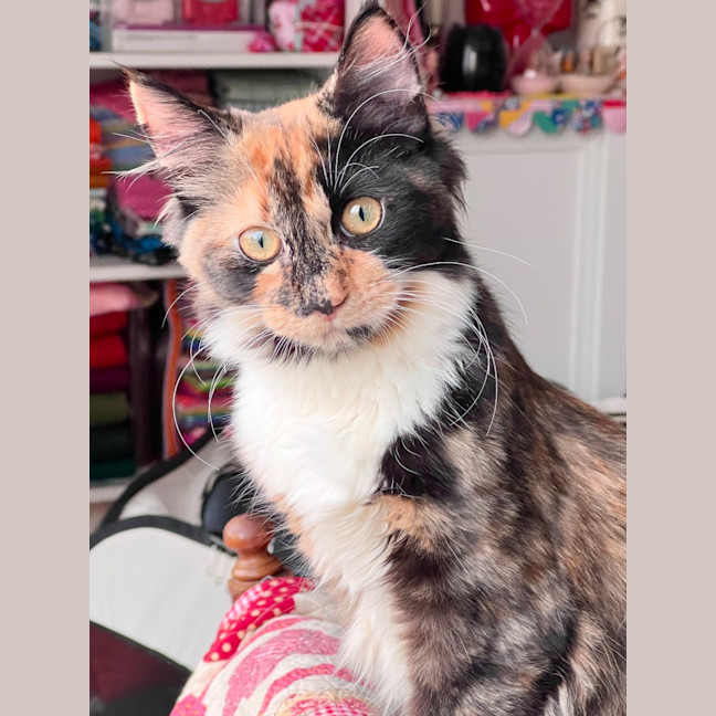Photo of Lucy