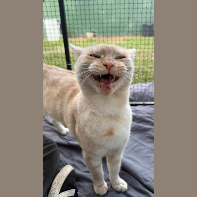 Photo of Amber