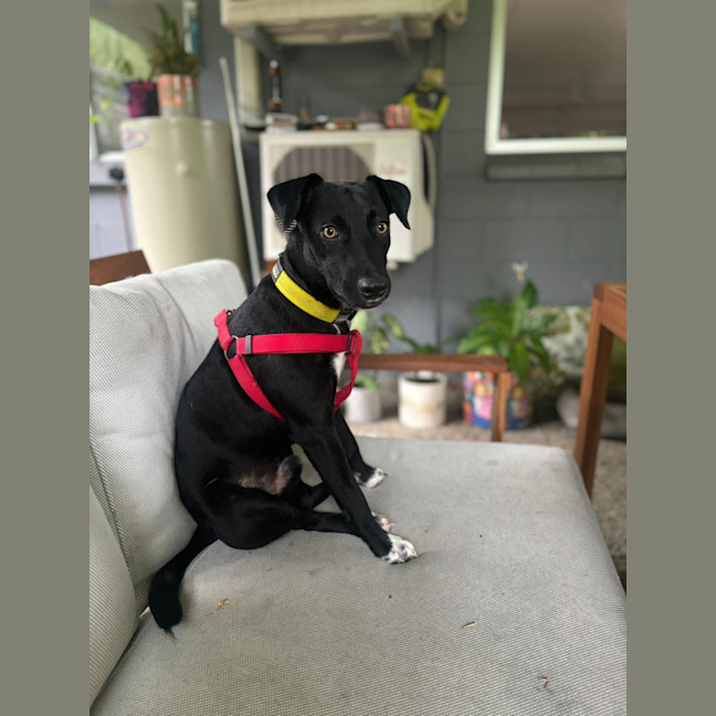 Photo of Banjo/Blackie