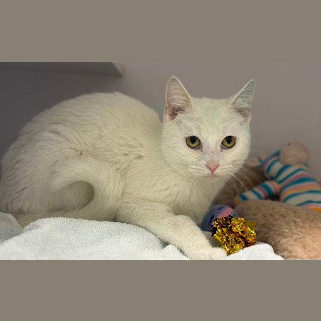 Photo of Lumi