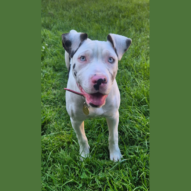 Photo of Chocchip