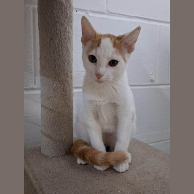 Photo of Chester