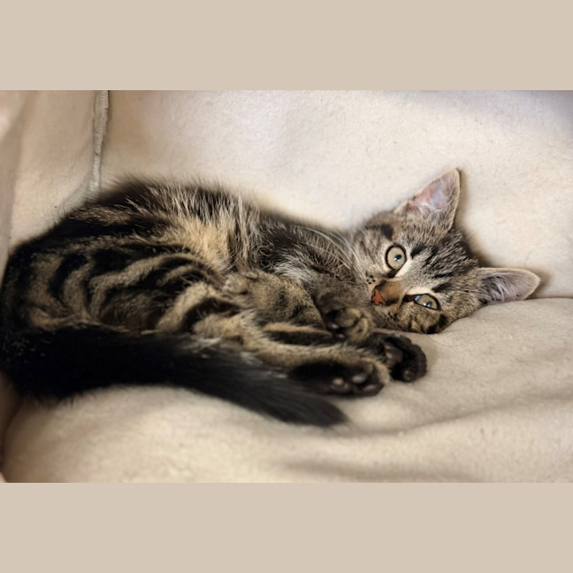 Photo of Fritz