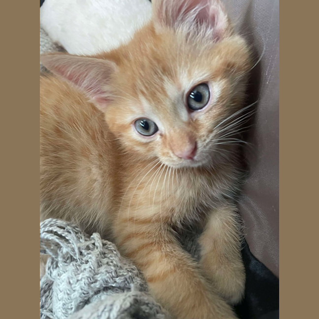 Photo of 🔶 Pumpkin 🔶