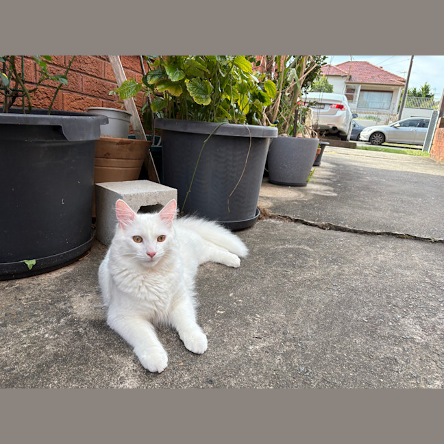 Photo of Bingus