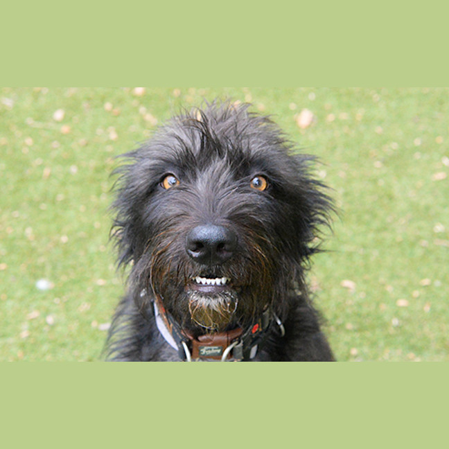 Photo of Hairy Maclary