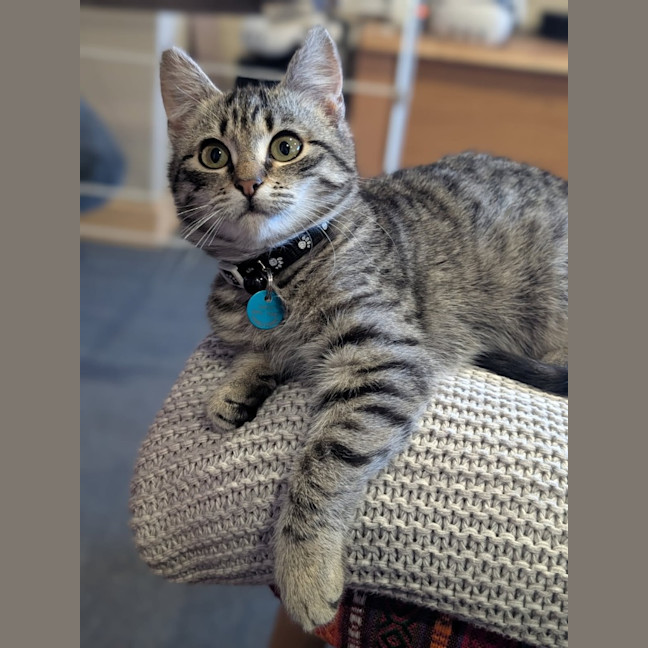 Photo of Violet