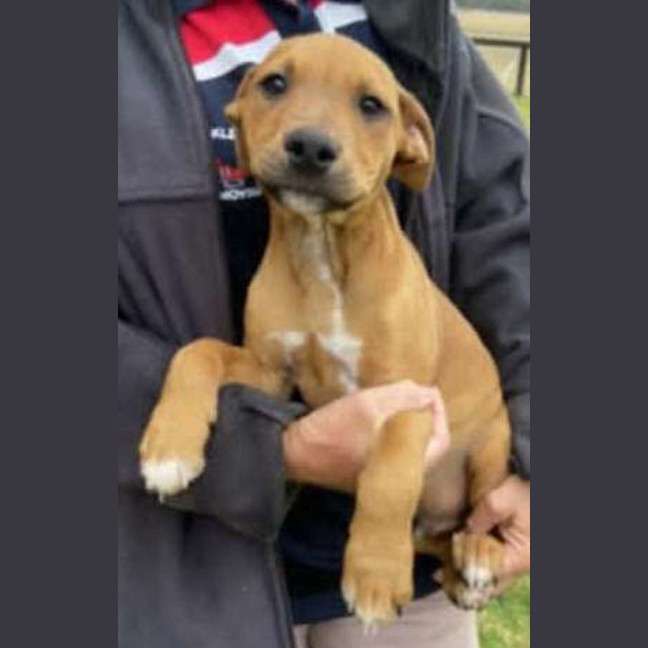 Photo of Teddy ~ Staffy X Beagle Puppy